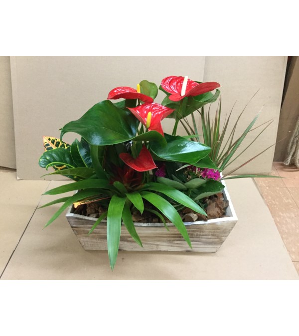 Rustic Indoor Exotic Planter