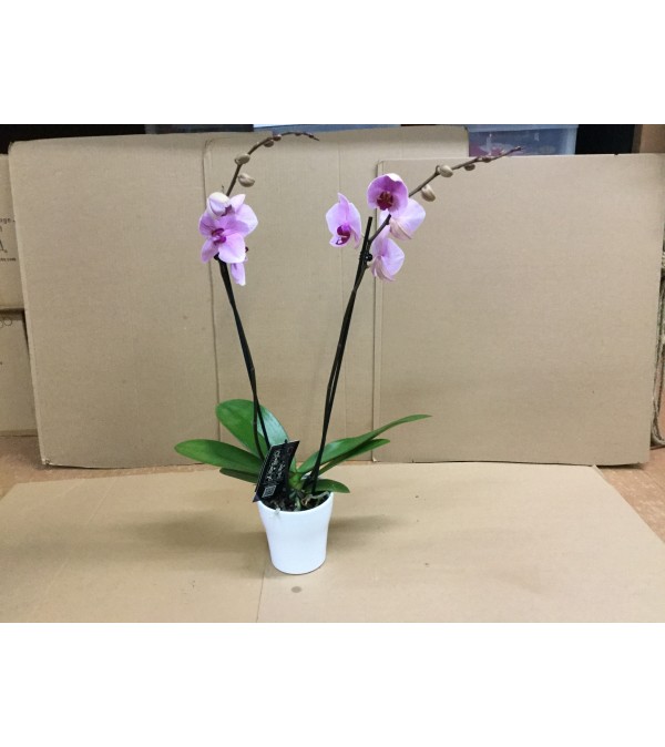Orchid in Ceramic Pot