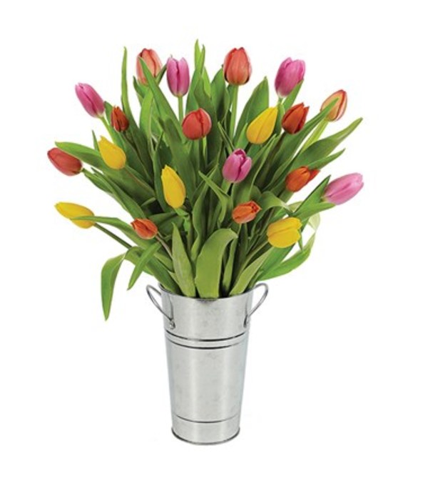 Tulip - Mixed