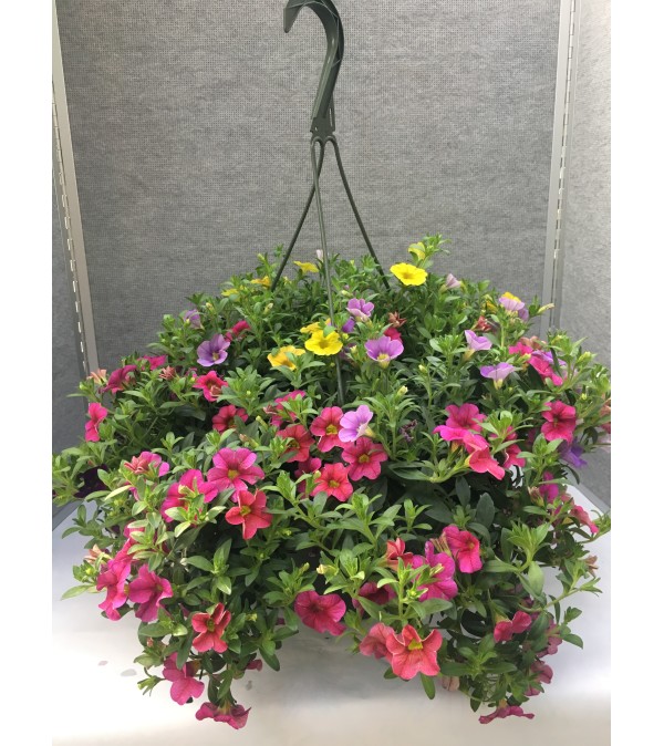 Calibrachoa Hanging Basket