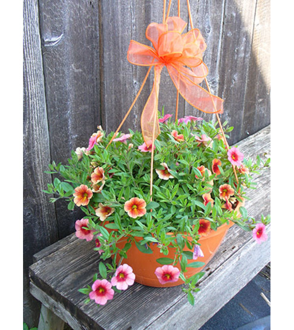 Trixi Hanging Basket