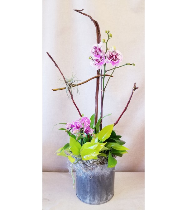 Garden of Orchids