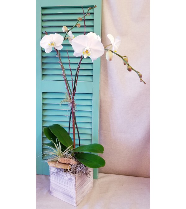 Classic White Orchid Plant