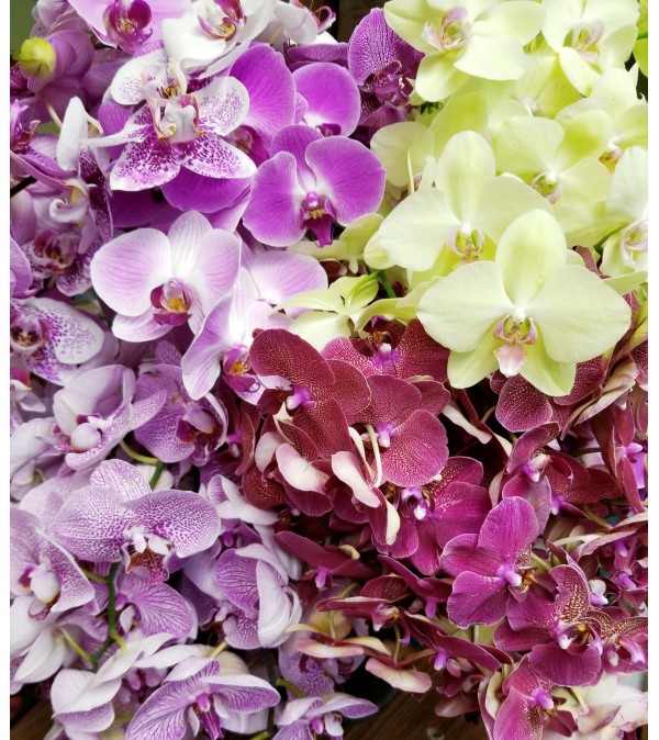 Fresh Cut Orchid Bouquet