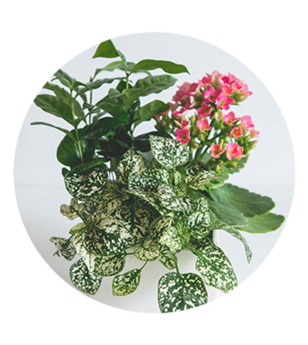 Tropical plant mix
