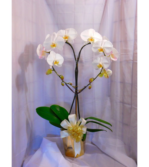 I Love You Mama White Orchid