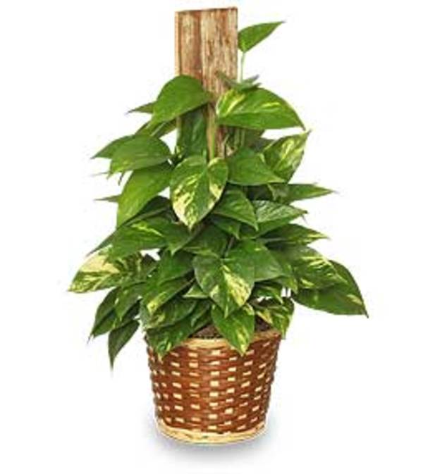 GOLDEN POTHOS PLANT