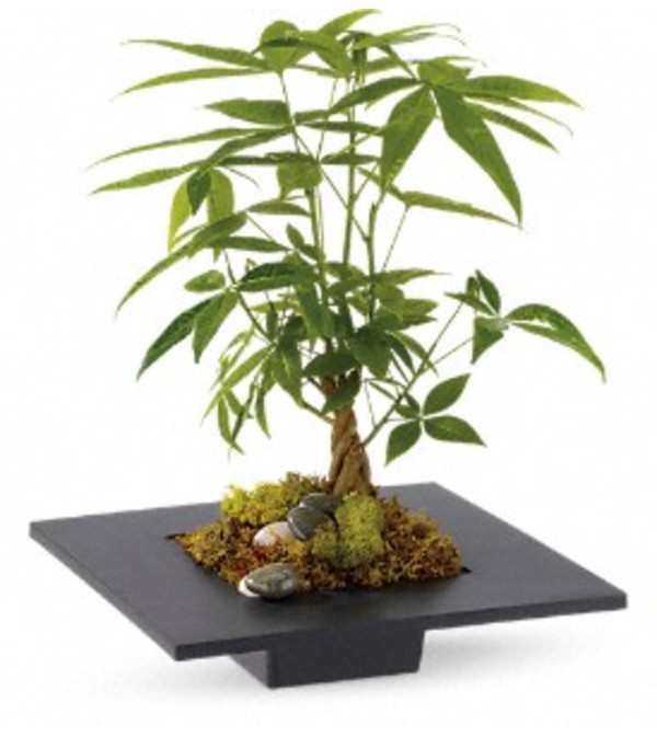 Money Tree AVF