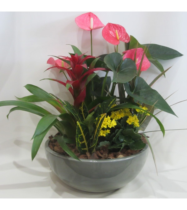 Bromeliad and Tropical Planter