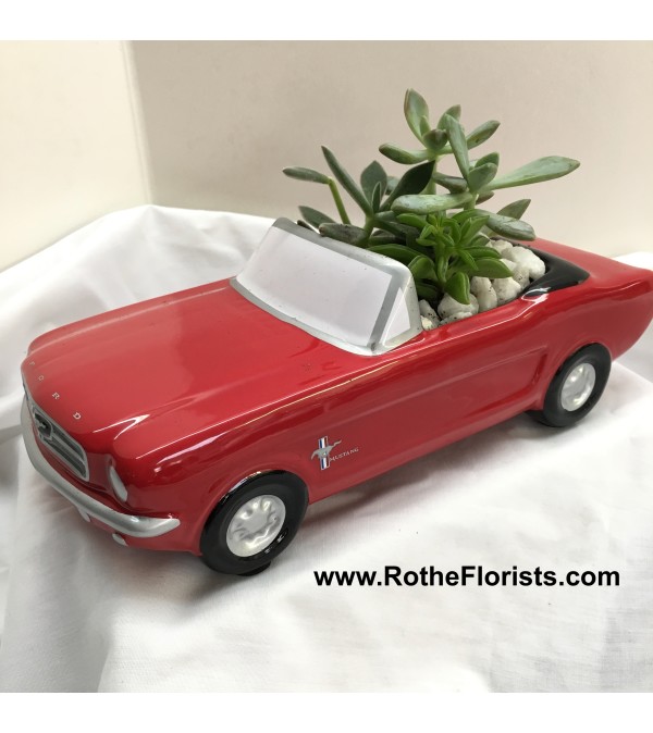 '65 Ford Mustang with Succulents