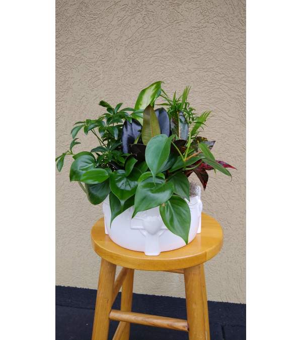Divine Peace Dishgarden