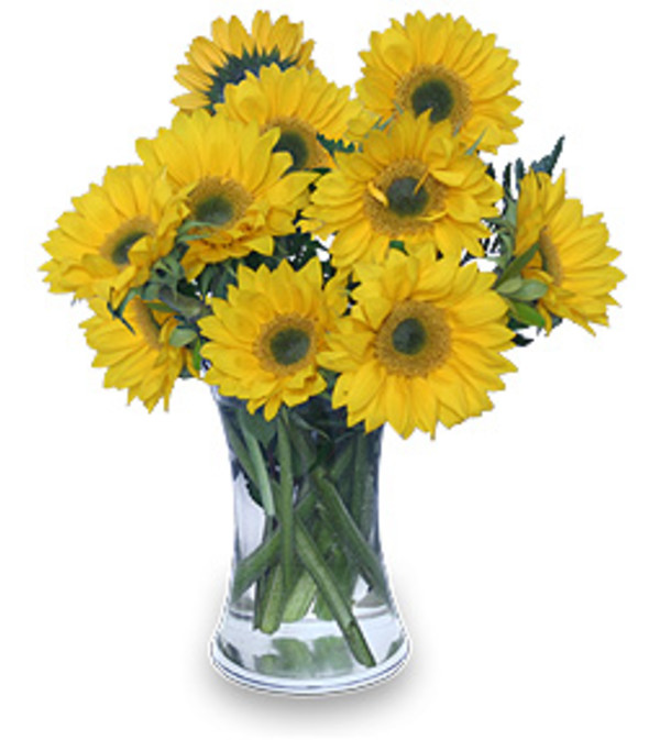 Sunshine and Sunflowers