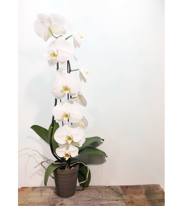 waterfall phalaenopsis orchid