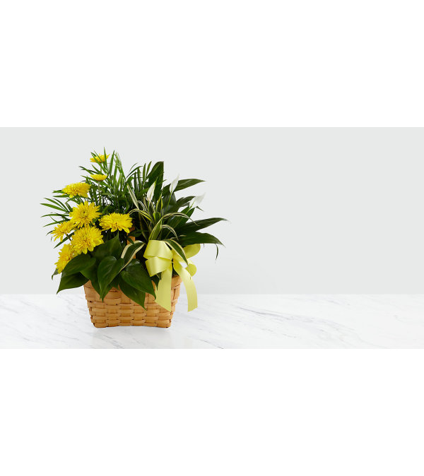 Loving Light Basket Dishgarden