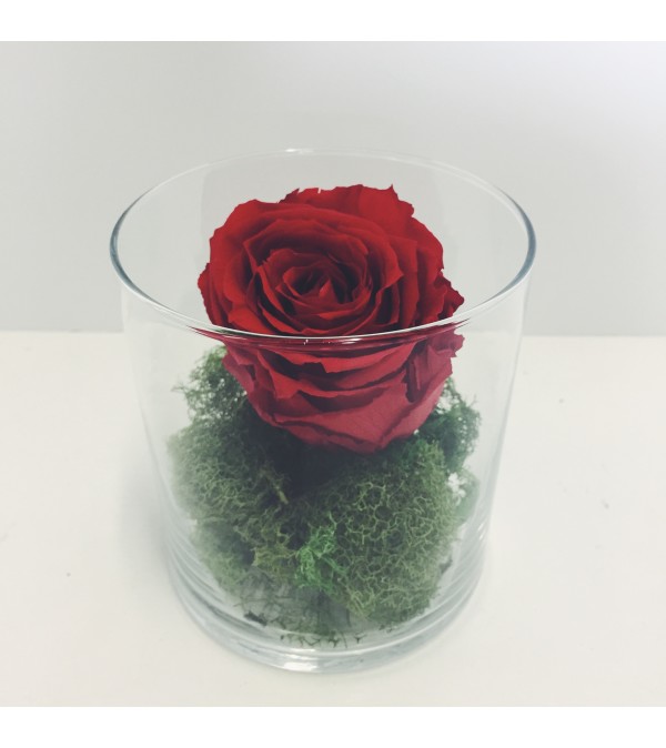 Perfectly Preserved Rose - Red