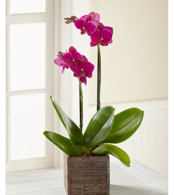 Fuchsia Phalaenopsis Orchid