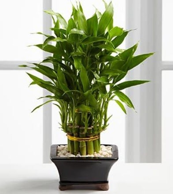 Lucky Bamboo Plant