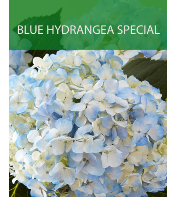 Wrapped Blue Hydrangea Special