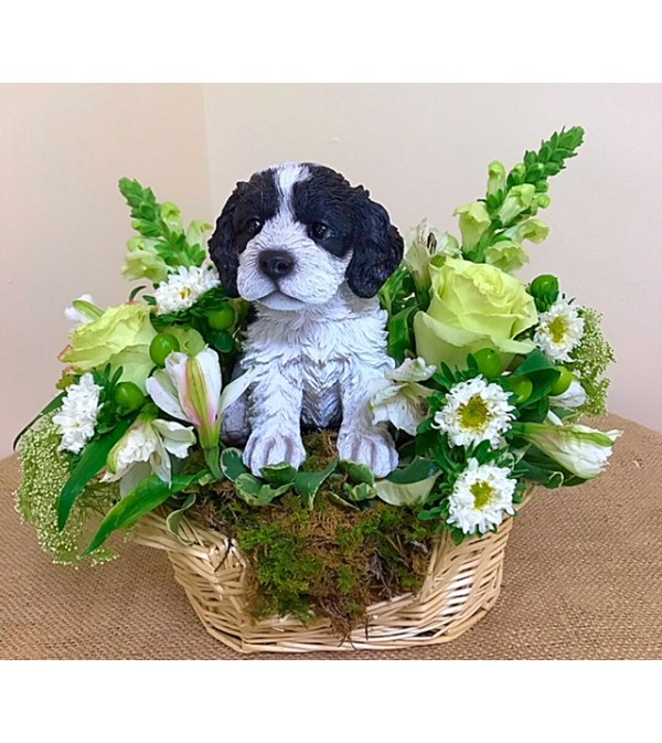 Cockapoo