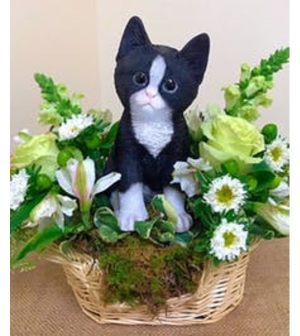Black and White Kitten