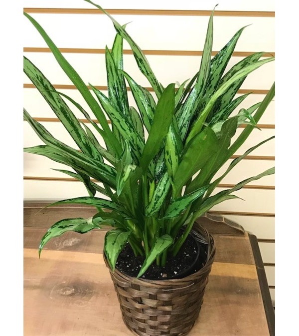 Cutlass Aglaonema in Basket