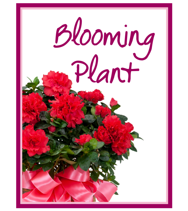 Our Blooming Plant Deal of the Day