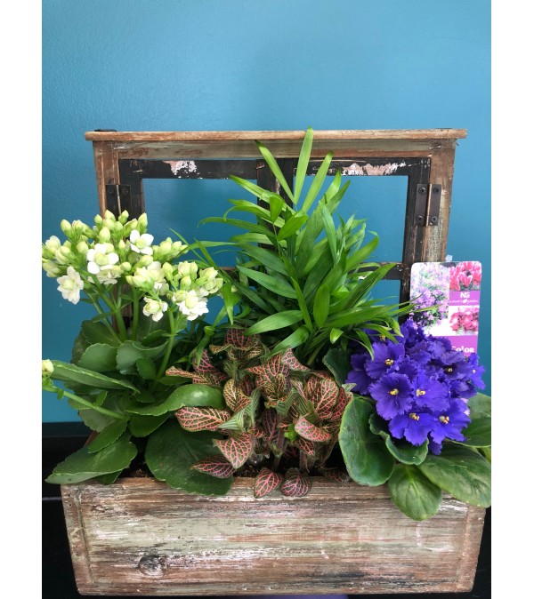 Antique Window Box Plant