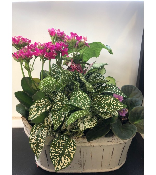 Assorted Planter