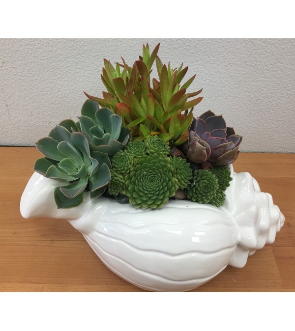 SucculenTs