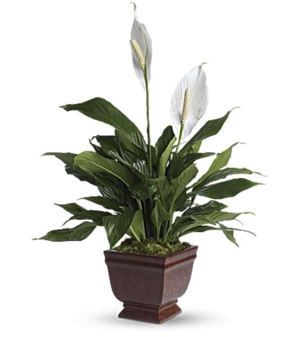 Lovely One Spath by Teleflora