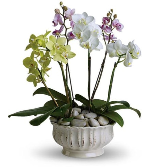 Orchid Garden Divine