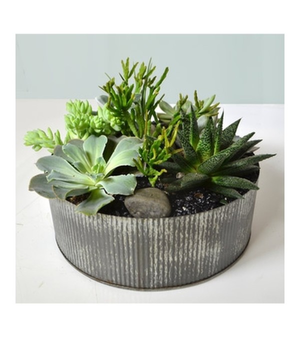 Artful Succulents