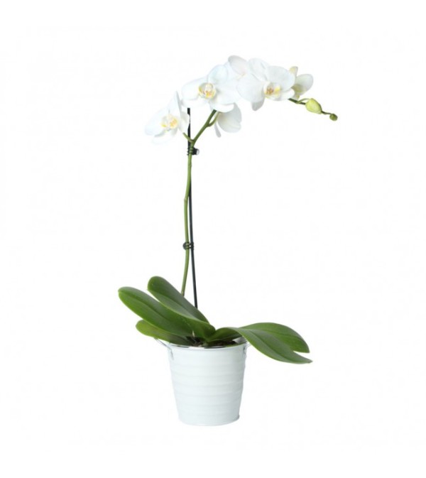 Stunning Orchid