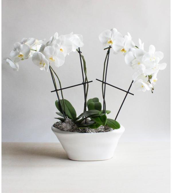 Stunning Orchid Display