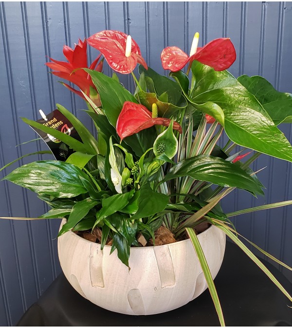 Anthurium Tropical Planter