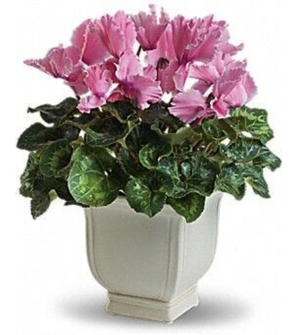 Cyclamen
