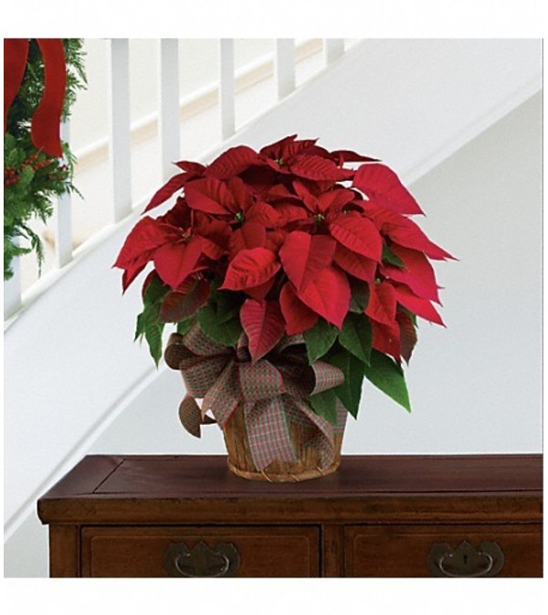 Poinsettias