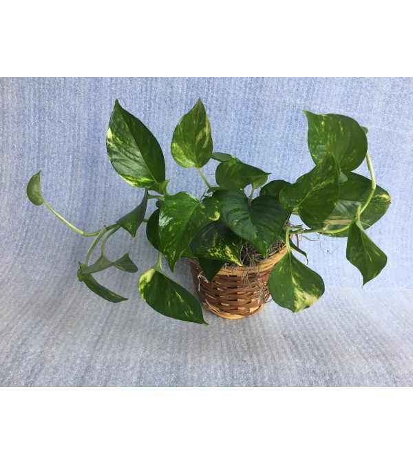 Pothos Ivy