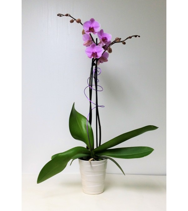 Sue's Orchid
