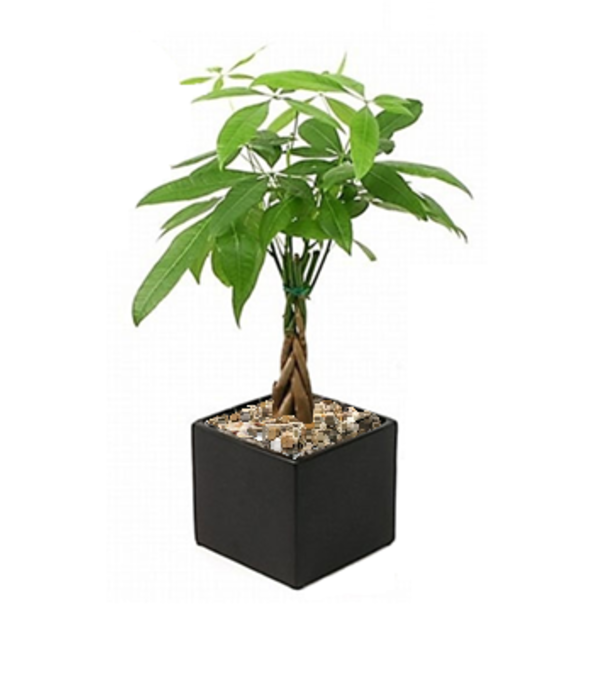 Petite Pachira (Money) Tree