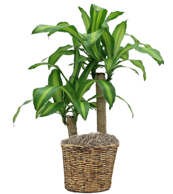 Mass Cane (Massangeana) Floor Plant