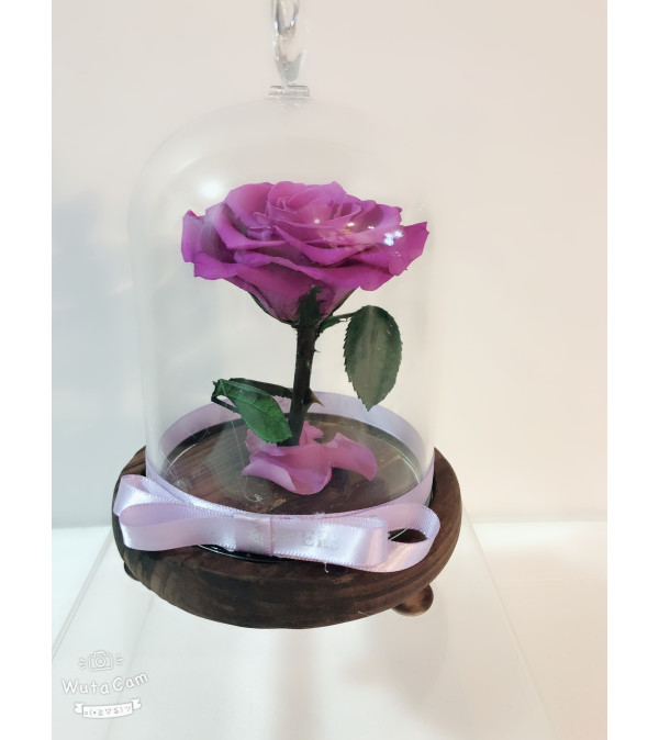 Beauty and the Beast Forever Rose