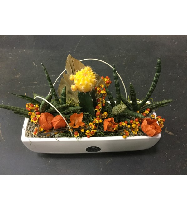 Fall Cacti