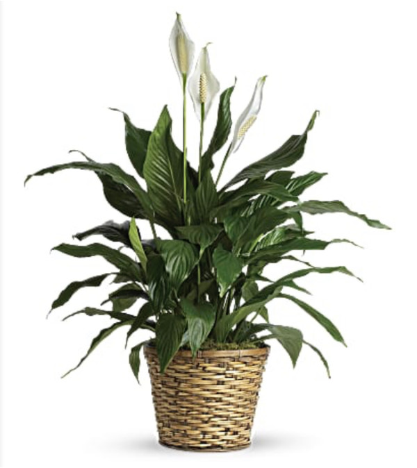PEACE LILY MEDIUM