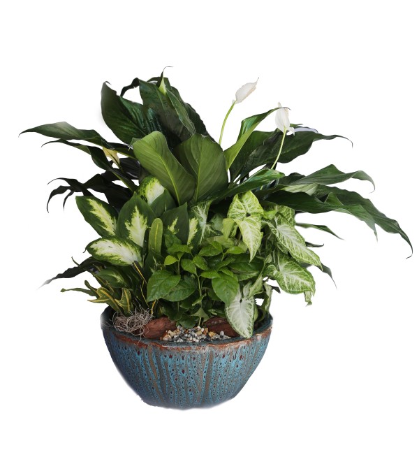 Dish Garden Large Max