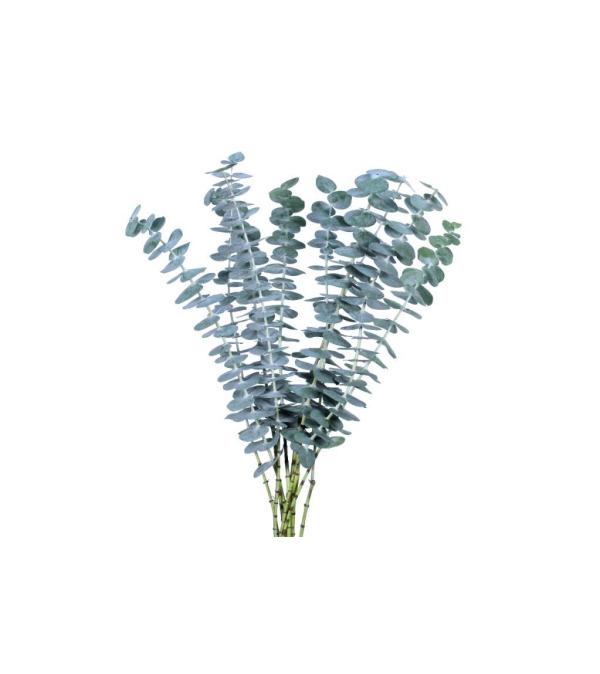 Baby Blue Eucalyptus