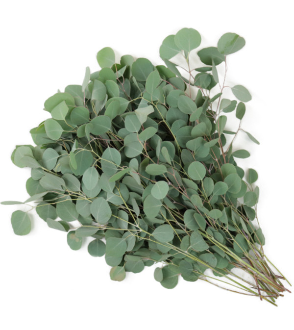 Silver Dollar Eucalyptus