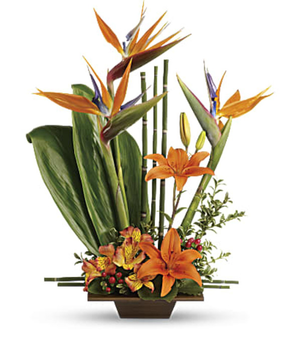 Exotic Grace T77-1