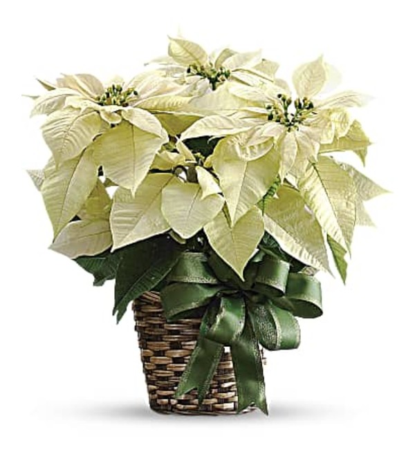 White Poinsettia T122-2
