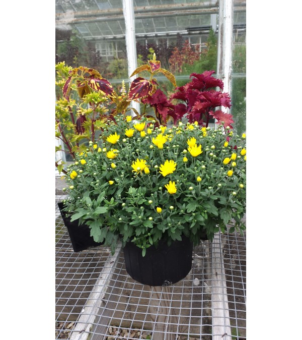 Fall Mum